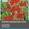 Intratuin Montebretie (Crocosmia 'Lucifer') Blumenzwiebeln rot 25 St.