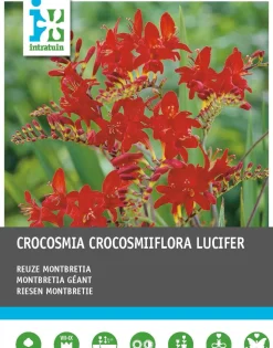 Intratuin Montebretie (Crocosmia 'Lucifer') Blumenzwiebeln rot 25 St.