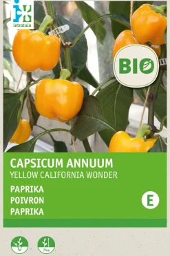 Intratuin Paprika (Capsicum annuum 'Yellow California Wonder') (BIO) Samen