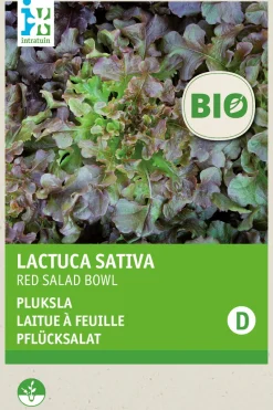 Intratuin Pflücksalat (Lactuca sativa 'Roter Eichenblatt') (BIO) Samen