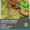 Intratuin Pflücksalat (Lactuca sativa 'Amerikanischer Brauner') Samen