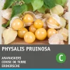 Intratuin Physalis / Erdkirsche (Physalis pruinosa) Samen