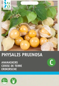 Intratuin Physalis / Erdkirsche (Physalis pruinosa) Samen