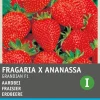 Intratuin Premium Erdbeere (Fragaria x Ananassa 'Grandian F1") Samen