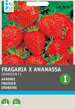 Intratuin Premium Erdbeere (Fragaria x Ananassa 'Grandian F1") Samen