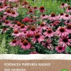 Intratuin Purpur Sonnenhut (Echinacea 'Magnus Rosa') (BIO) Blumenzwiebel 1 St.