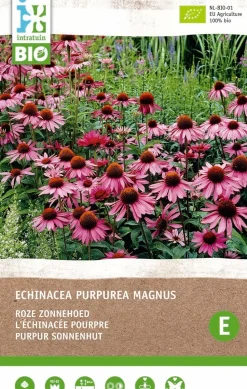 Intratuin Purpur Sonnenhut (Echinacea 'Magnus Rosa') (BIO) Blumenzwiebel 1 St.