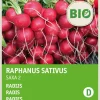 Intratuin Radieschen (Raphanus sativus 'Saxa') (BIO) Samen