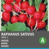 Intratuin Radieschen (Raphanus sativus 'Saxa') Samen