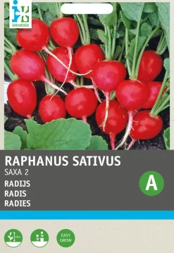 Intratuin Radieschen (Raphanus sativus 'Saxa') Samen