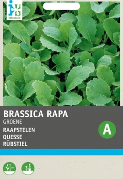 Intratuin Rübstiel grün (Brassica rapa 'Stielmus') Samen