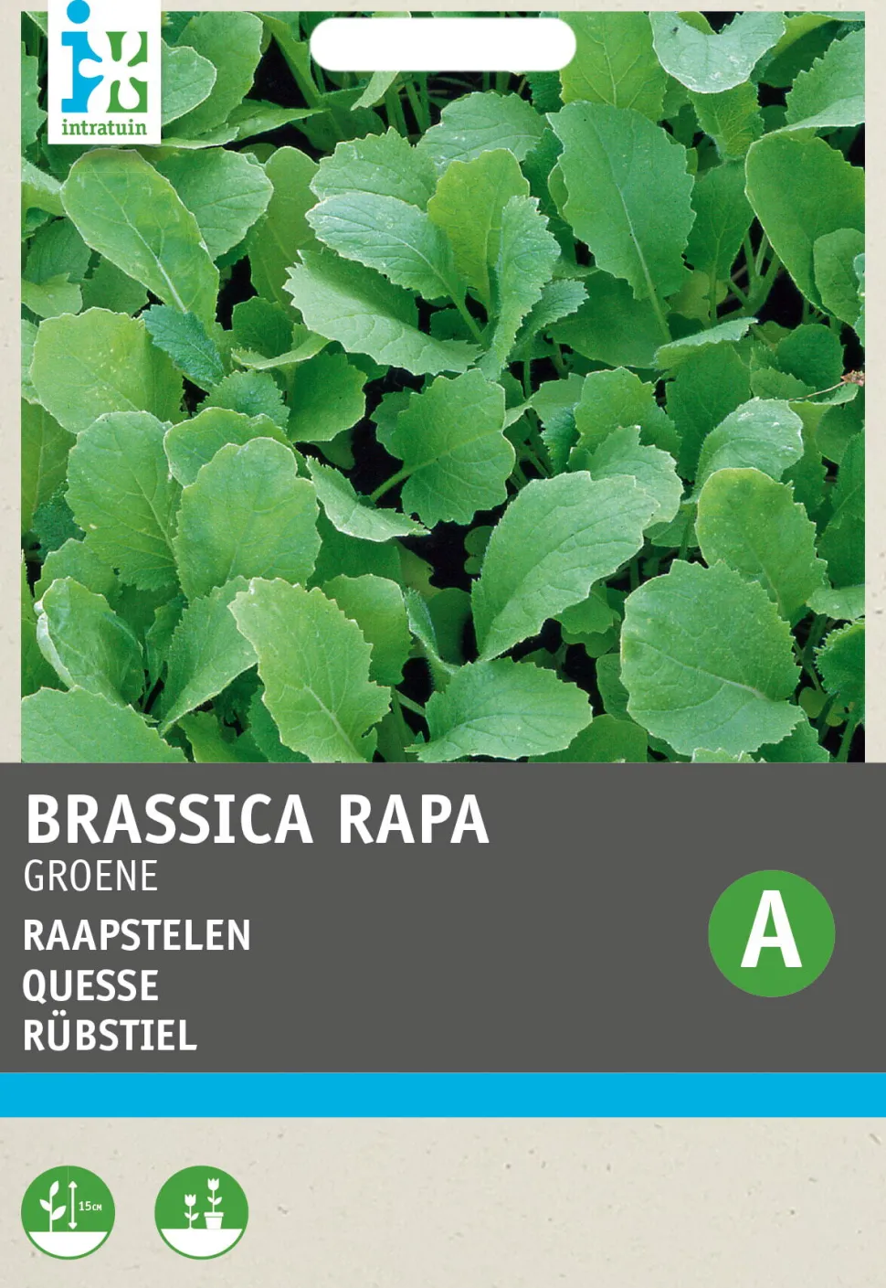 Intratuin Rübstiel grün (Brassica rapa 'Stielmus') Samen