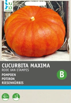Intratuin Riesenkürbis (Cucurbita maxima 'Roter von Etampes') Samen