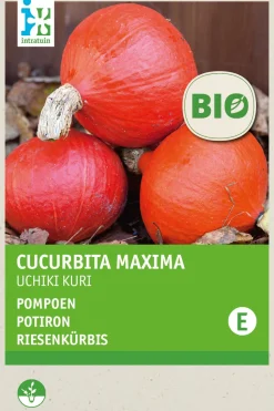 Intratuin Riesenkürbis (Cucurbita maxima 'Uchiki Kuri') (BIO) Samen
