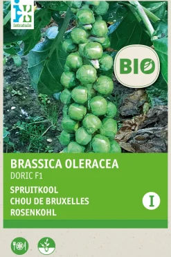 Intratuin Rosenkohl (Brassica oleracea 'Doric) (BIO) Samen
