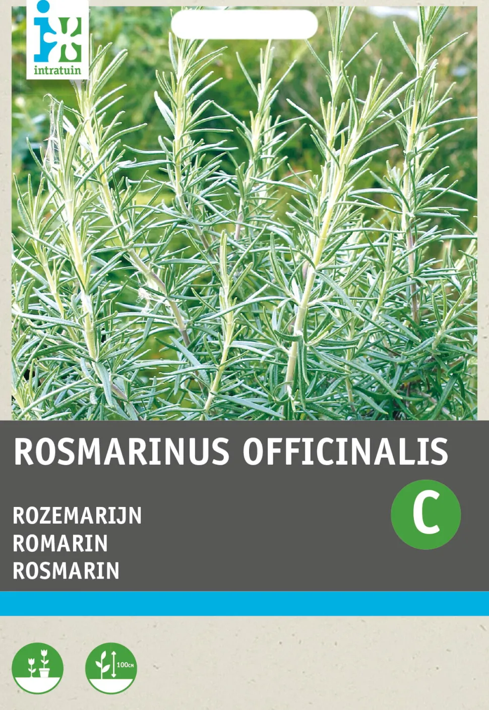 Intratuin Rosmarin (Rosmarinus officinalis) Samen