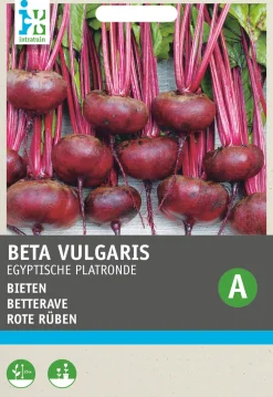 Intratuin Rote Bete (Beta vulgaris 'Ägyptische Plattrunde') Samen