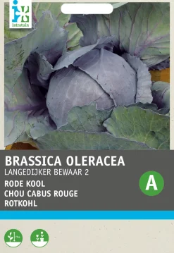 Intratuin Rotkohl (Brassica oleracea 'Langedijker Dauer') Samen