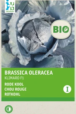 Intratuin Rotkohl (Brassica oleracea 'Langedijker Dauer') (BIO) Samen