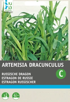 Intratuin Russischer Estragon (Artemisia dracunculus) Samen
