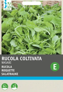 Intratuin Salatrauke (Eruca sativa 'Wasabi') Samen