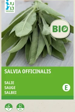 Intratuin Salbei (Salvia officinalis) (BIO) Samen