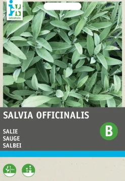 Intratuin Salbei (Salvia officinalis) Samen