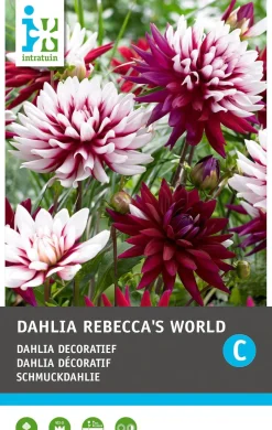 Intratuin Schmuckdahlie (Dahlia deco 'Rebecca's World') Blumenzwiebel 1 St.