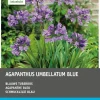 Intratuin Schmucklilie blau (Agapanthus umbelatum) Blumenzwiebeln 3 stuks