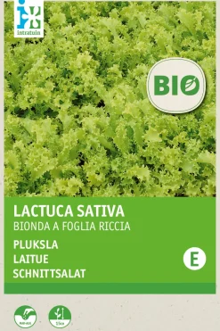 Intratuin Schnittsalat (Lactuca sativa 'Bionda a Foglia Riccia') (BIO) Samen