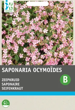 Intratuin Seifenkraut rosa (Saponaria ocymoides) Blumensamen