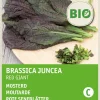 Intratuin Senf (Sinapis alba 'Red Giant') (BIO) Samen