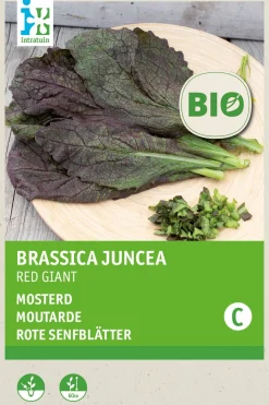 Intratuin Senf (Sinapis alba 'Red Giant') (BIO) Samen