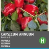 Intratuin Snack-Paprika (Capsicum annuum 'Patio Paragon') Samen