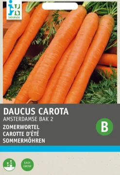 Intratuin Sommermöhren (Daucus carota 'Amsterdamse Bak') Samen