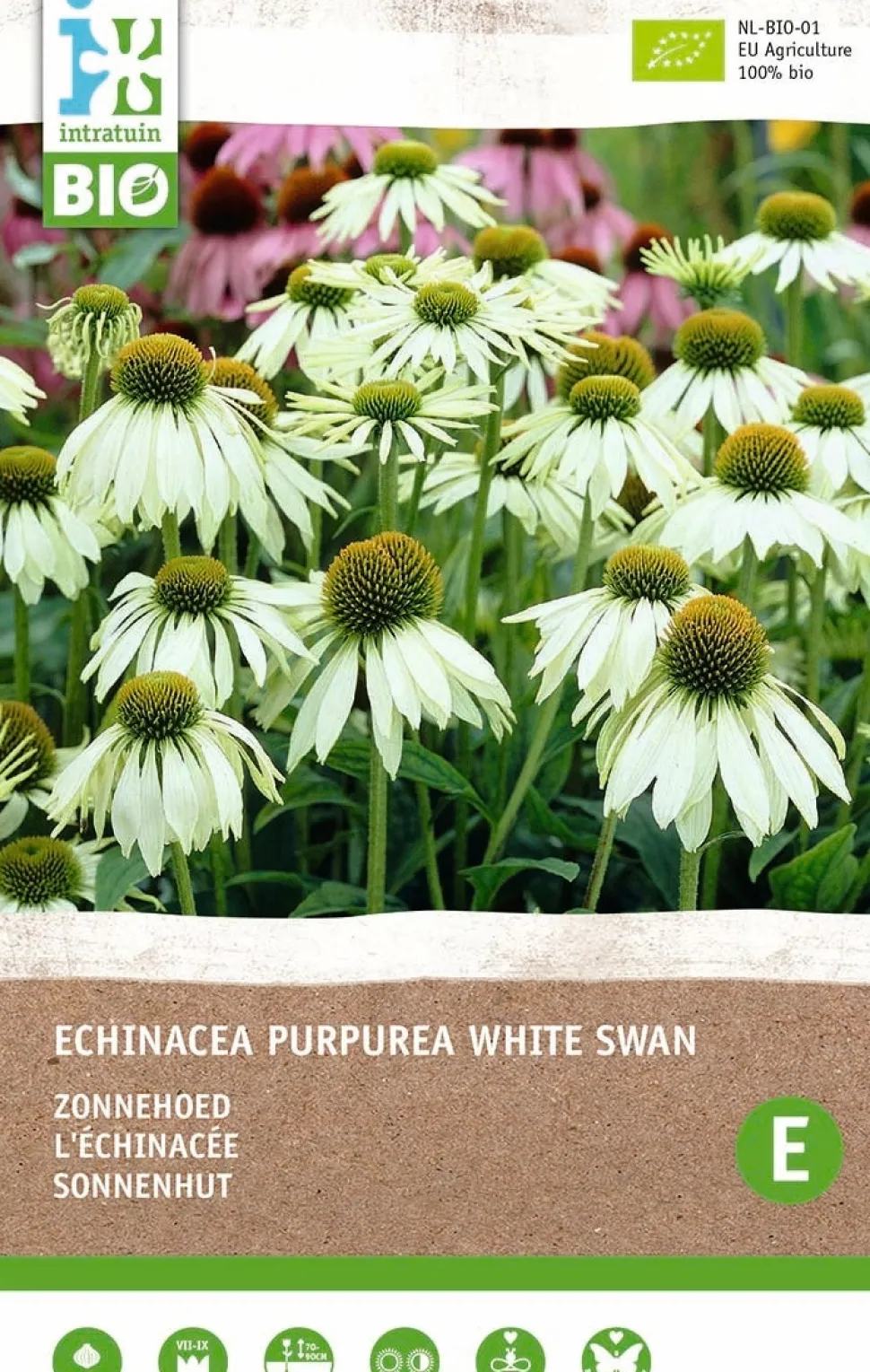 Intratuin Sonnenhut (Echinacea 'White Swan') (BIO) Blumenzwiebel 1 St.