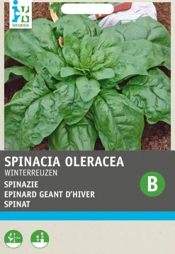 Intratuin Spinat (Spinacia oleracea 'Winterriesen') Samen