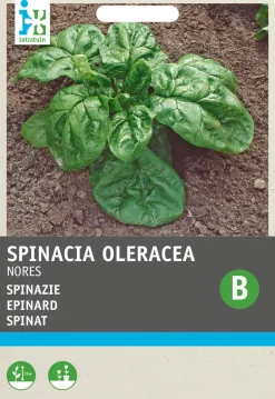 Intratuin Spinat (Spinacia oleracea 'Nores') Samen