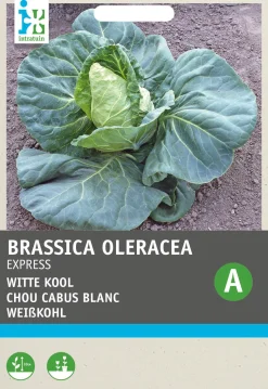 Intratuin Spitzkohl (Brassica oleracea 'Express') Samen
