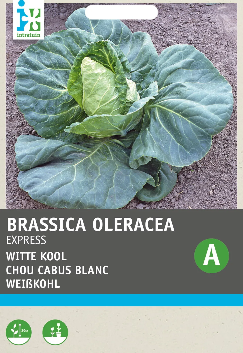 Intratuin Spitzkohl (Brassica oleracea 'Express') Samen