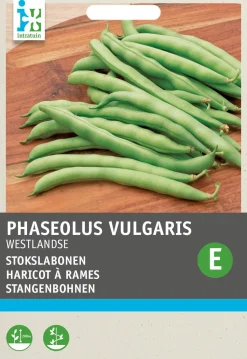 Intratuin Stangenbohne (Phaseolus vulgaris 'Westlandse dubbele') Samen