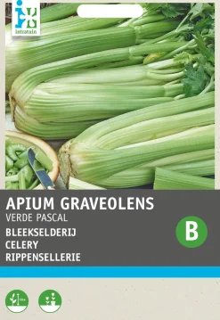 Intratuin Stangensellerie (Apium graveolens 'Groene van Pascal') Samen