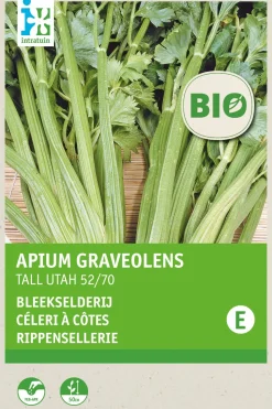 Intratuin Stangensellerie (Apium graveolens 'Tall Utah 52/70') (BIO) Samen