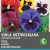 Intratuin Stiefmütterchen (Viola wittrockiana 'Schweizer Riesen') Blumensamen-Mischung