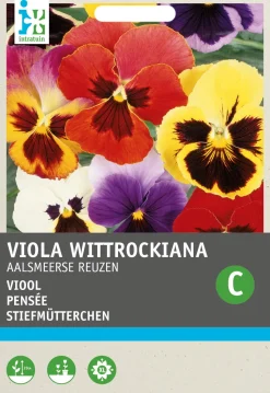 Intratuin Stiefmütterchen (Viola wittrockiana 'Riesen von Aalsmeer') Blumensamen-Mischung