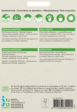 Intratuin Stiefmütterchen (Viola wittrockiana 'Riesen von Aalsmeer') Blumensamen-Mischung