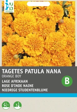 Intratuin Studentenblume orange (Tagetes patula nana 'Orange Boy') Blumensamen