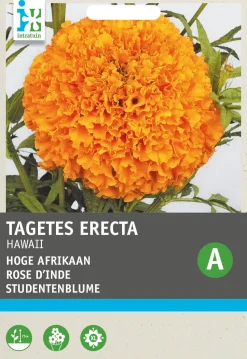 Intratuin Studentenblume orange (Tagetes patula 'Hawaii') Blumensamen