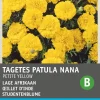 Intratuin Studentenblume gelb (Tagetes patula nana 'Petite Yellow') Blumensamen