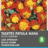 Intratuin Studentenblume (Tagetes 'Petite Harmony') Blumensamen